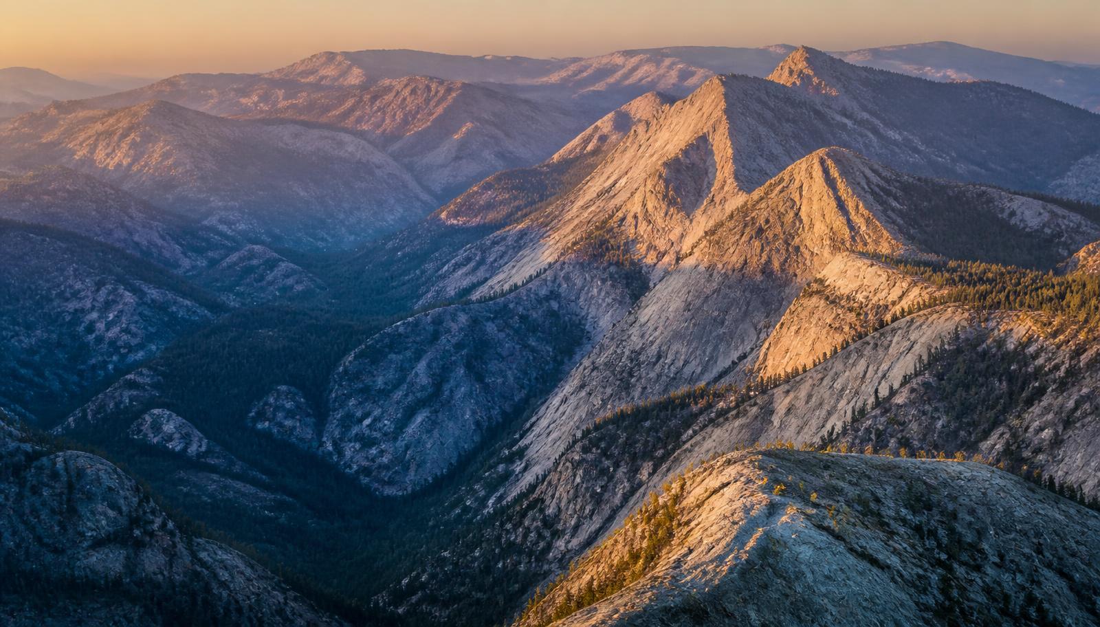 A ridgeline of dry timber at first light